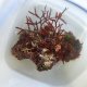 《近海産海洋生物》カキツバタ　ブロック（海藻類、石灰藻活着）画像の個体です…ハンドコート採取