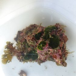 画像1: 《近海産海洋生物》カキツバタ　ブロック（海藻類、石灰藻活着）画像の個体です…ハンドコート採取