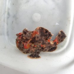 画像2: 《近海産海水魚》オオモンカエルアンコウ（画像の個体です）‥