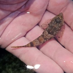 画像2: 《近海産海水魚》ネズッポ科の1種（画像の個体です）