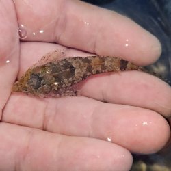 画像1: 《近海産海水魚》ネズッポ科の1種（画像の個体です）