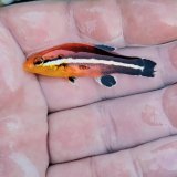 《近海産海水魚》☆☆希少コブダイ　幼魚…当店ハンドコート採取