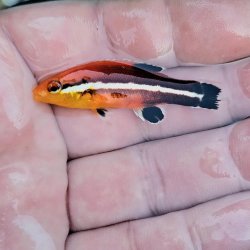 画像1: 《近海産海水魚》☆☆希少コブダイ　幼魚…当店ハンドコート採取