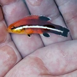画像2: 《近海産海水魚》☆☆希少コブダイ　幼魚…当店ハンドコート採取