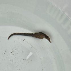 画像1: 《近海産海水魚》【東紀州産ワイルド個体】オオウミウマ（画像の雄個体です）…当店ハンドコート採取
