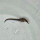 《近海産海水魚》【東紀州産ワイルド個体】オオウミウマ（画像の雄個体です）…当店ハンドコート採取