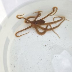 画像1: 《近海産甲殻類》テギレダコ（画像の個体です）珍入荷…ハンドコート採取