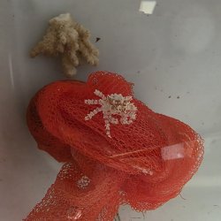 画像1: 《近海産甲殻類》【珍】イソコンペイトウガニ（画像の個体です）…当店ハンドコート採取