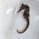 画像7: 《近海産海水魚》【南伊勢産ワイルド個体】オオウミウマ（画像の皮弁多個体です）…当店ハンドコート採取