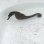 画像7: 《近海産海水魚》【南伊勢産ワイルド個体】タカクラタツ雄（画像の個体です）種親・・・ハンドコート採取