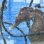 画像6: 《近海産海水魚》【南伊勢産ワイルド個体】タカクラタツ雄（画像の個体です）種親・・・ハンドコート採取
