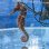 画像1: 《近海産海水魚》【南伊勢産ワイルド個体】オオウミウマ（画像の皮弁多個体です）…当店ハンドコート採取 (1)