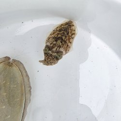 画像2: 《近海産甲殻類》トラフコウイカ（SSサイズ）‥【激レアサイズ】