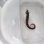 画像6: 《近海産海水魚》【南伊勢産ワイルド個体】オオウミウマ（画像の皮弁多個体です）…当店ハンドコート採取