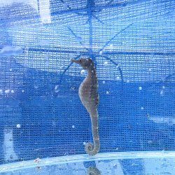 画像3: 《近海産海水魚》【南伊勢産ワイルド個体】タカクラタツ雄（画像の個体です）種親・・・ハンドコート採取