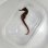 画像11: 《近海産海水魚》【南伊勢産ワイルド個体】オオウミウマ（画像の皮弁多個体です）…当店ハンドコート採取