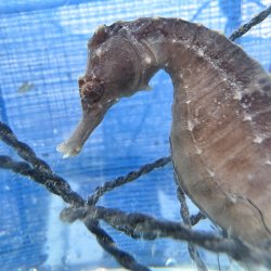 画像1: 《近海産海水魚》【南伊勢産ワイルド個体】タカクラタツ雄（画像の個体です）種親・・・ハンドコート採取