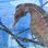 画像1: 《近海産海水魚》【南伊勢産ワイルド個体】タカクラタツ雄（画像の個体です）種親・・・ハンドコート採取 (1)