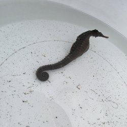 画像10: 《近海産海水魚》【南伊勢産ワイルド個体】タカクラタツ雄（画像の個体です）種親・・・ハンドコート採取