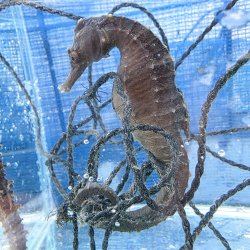 画像2: 《近海産海水魚》【南伊勢産ワイルド個体】タカクラタツ雄（画像の個体です）種親・・・ハンドコート採取