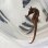 画像5: 《近海産海水魚》【南伊勢産ワイルド個体】オオウミウマ（画像の皮弁多個体です）…当店ハンドコート採取