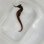 画像10: 《近海産海水魚》【南伊勢産ワイルド個体】オオウミウマ（画像の皮弁多個体です）…当店ハンドコート採取