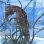 画像4: 《近海産海水魚》【南伊勢産ワイルド個体】タカクラタツ雄（画像の個体です）種親・・・ハンドコート採取