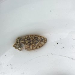 画像3: 《近海産甲殻類》トラフコウイカ（SSサイズ）‥【激レアサイズ】