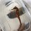 画像3: 《近海産海水魚》【南伊勢産ワイルド個体】オオウミウマ（画像の皮弁多個体です）…当店ハンドコート採取