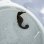 画像11: 《近海産海水魚》【南伊勢産ワイルド個体】タカクラタツ雄（画像の個体です）種親・・・ハンドコート採取