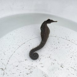 画像8: 《近海産海水魚》【南伊勢産ワイルド個体】タカクラタツ雄（画像の個体です）種親・・・ハンドコート採取