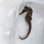 画像9: 《近海産海水魚》【南伊勢産ワイルド個体】オオウミウマ（画像の皮弁多個体です）…当店ハンドコート採取