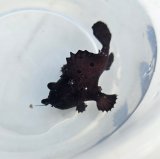 《近海産海水魚》カエルアンコウ　黒系…画像の個体です