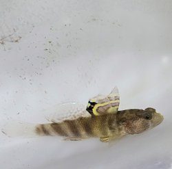 画像1: 《近海産海水魚》カスリハゼ…ハンドコート採取