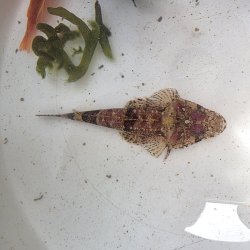 画像1: 《近海産海水魚》セレベスゴチ・・・画像の個体です