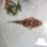画像1: 《近海産海水魚》セレベスゴチ・・・画像の個体です (1)