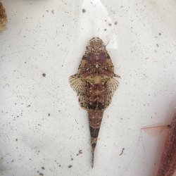 画像2: 《近海産海水魚》セレベスゴチ・・・画像の個体です