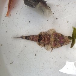 画像4: 《近海産海水魚》セレベスゴチ・・・画像の個体です