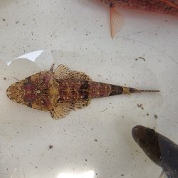 画像3: 《近海産海水魚》セレベスゴチ・・・画像の個体です