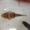 画像3: 《近海産海水魚》セレベスゴチ・・・画像の個体です (3)