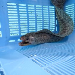 画像1: 《近海産海水魚》☆アミメウツボ（画像の個体です）MLサイズ…ハンドコート採取