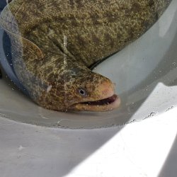 画像2: 《近海産海水魚》☆アミメウツボの極太個体（2Lサイズ)…ハンドコート採取