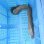 画像4: 《近海産海水魚》☆アミメウツボの極太個体（2Lサイズ)…ハンドコート採取 (4)