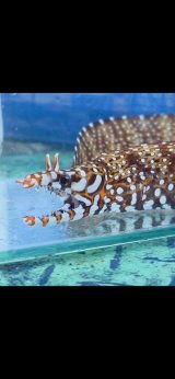 《近海産海水魚》☆★龍魚トラウツボ（画像の個体です）小さいサイズ…白柄が強く出るタイプ！！