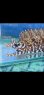 画像1: 《近海産海水魚》☆★龍魚トラウツボ（画像の個体です）小さいサイズ…白柄が強く出るタイプ！！ (1)