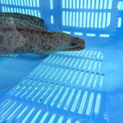 画像4: 《近海産海水魚》☆アミメウツボ（画像の個体です）MLサイズ…ハンドコート採取