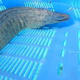 《近海産海水魚》☆アミメウツボの極太個体（2Lサイズ)…ハンドコート採取