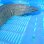 画像1: 《近海産海水魚》☆アミメウツボの極太個体（2Lサイズ)…ハンドコート採取 (1)