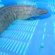 《近海産海水魚》☆アミメウツボの極太個体（2Lサイズ)…ハンドコート採取