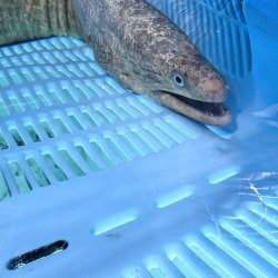 画像3: 《近海産海水魚》☆アミメウツボの極太個体（2Lサイズ)…ハンドコート採取